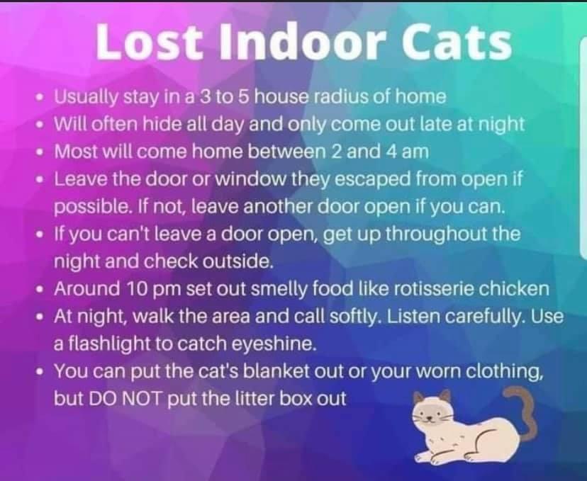 a guide on how to find a lost cat